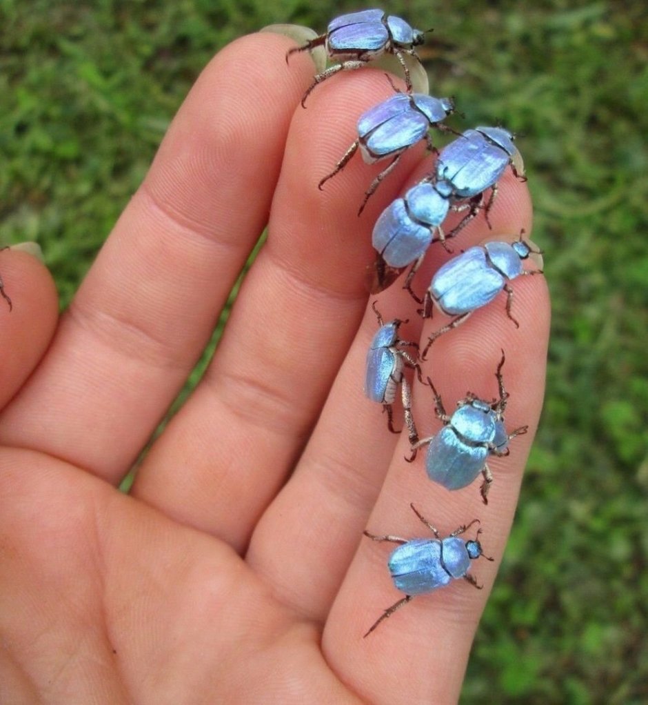 Гусеница Cerura vinula