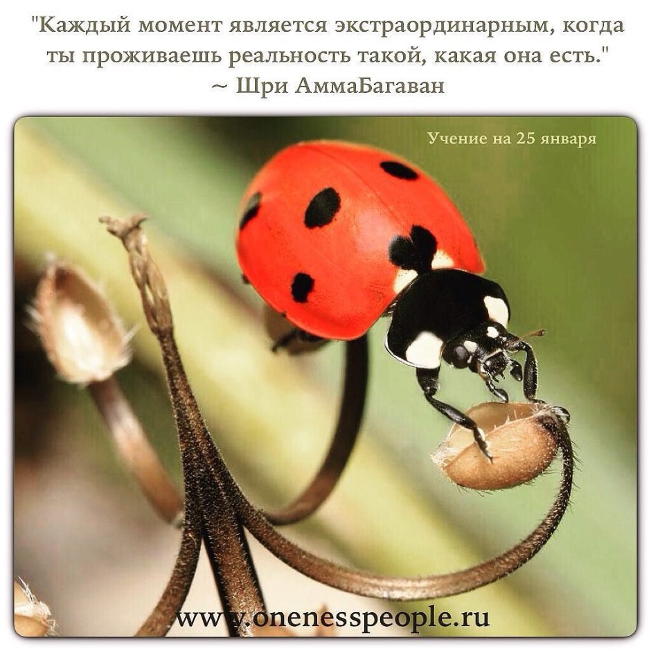 Божья коровка фото