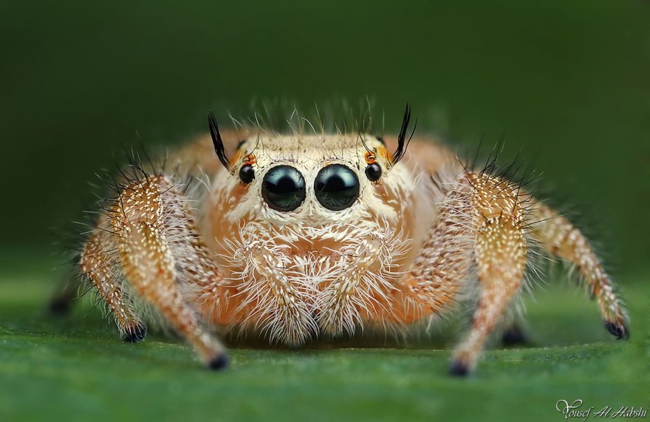 Cerura vinula
