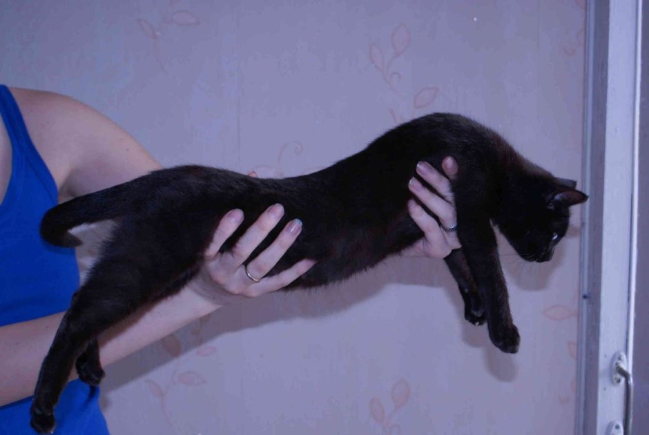 Бенгальская кошка меланистик