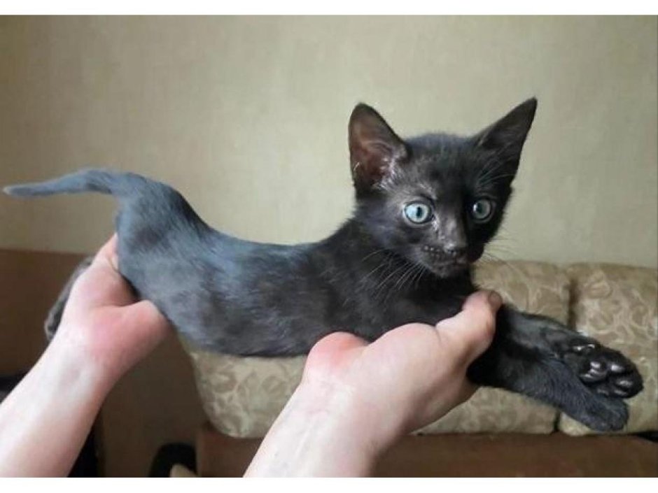 Бенгальская кошка миланист