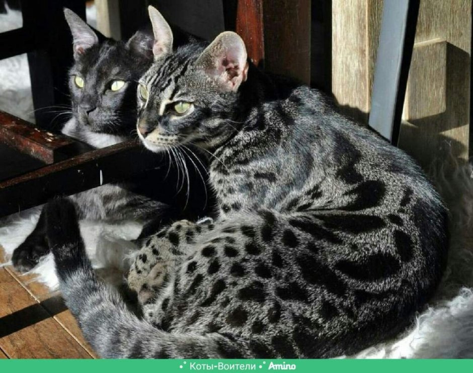 Бенгальская кошка меланистик Кашмир