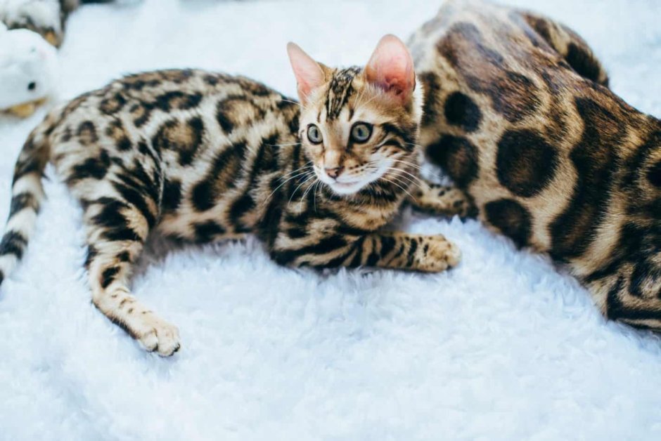 Бенгальская кошка меланистик