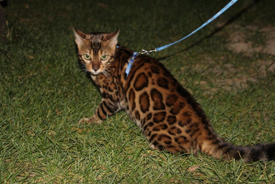 Бенгальская кошка миланист