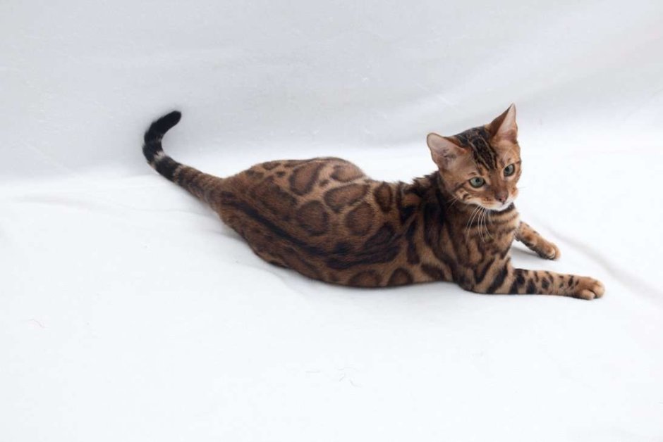 Кошка прыгает