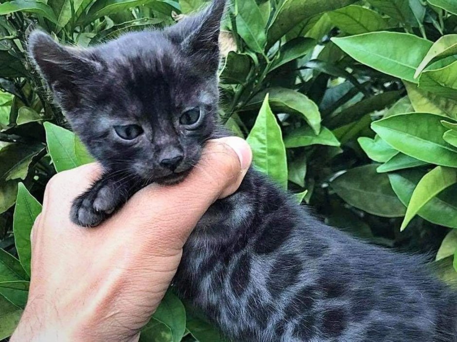 Бенгальская кошка меланистик
