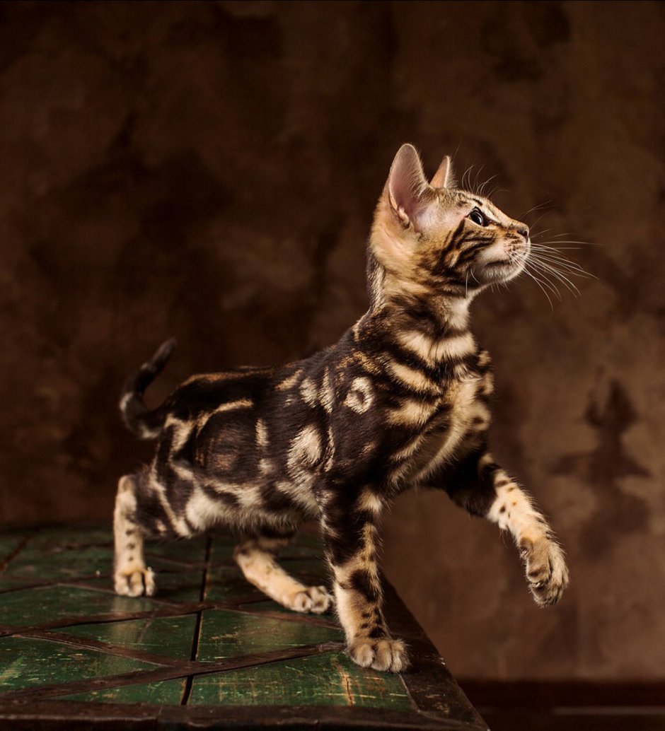 Бенгальский кот Исланд
