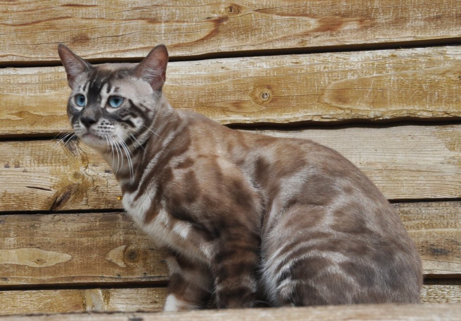 Бенгальская леопардовая кошка