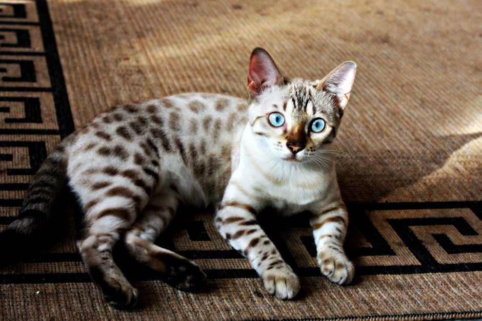 Мы хотим взять бенгальскую кошку