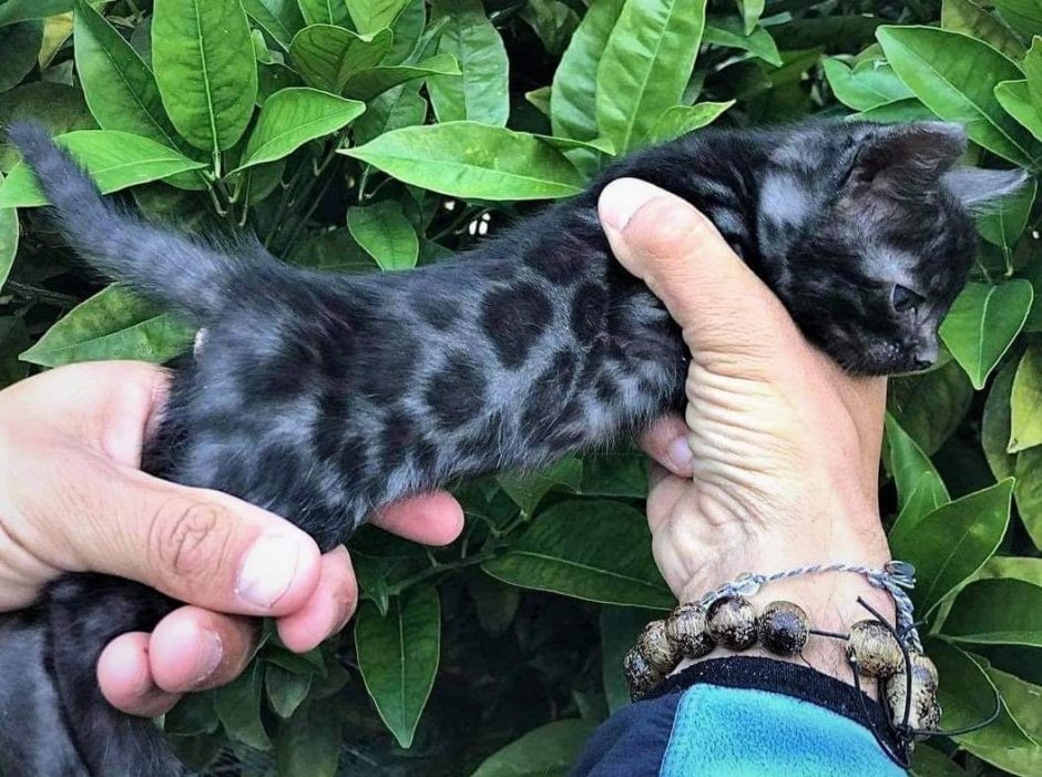Метис бенгальской кошки черный