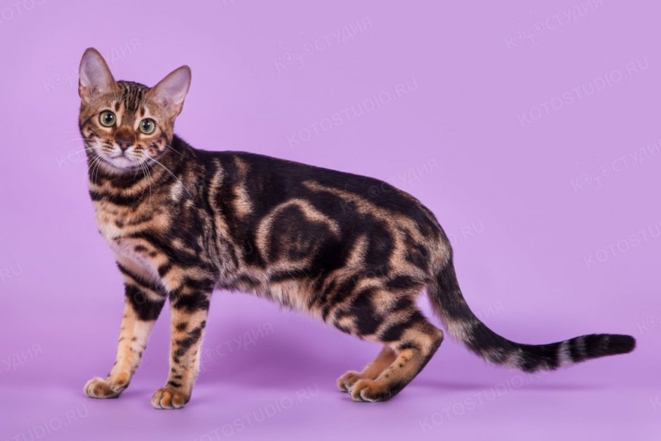Бенгальская кошка