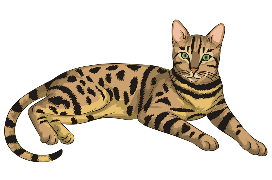 Бенгальская кошка тойгер