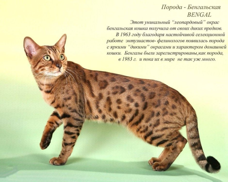 Мраморный бенгал