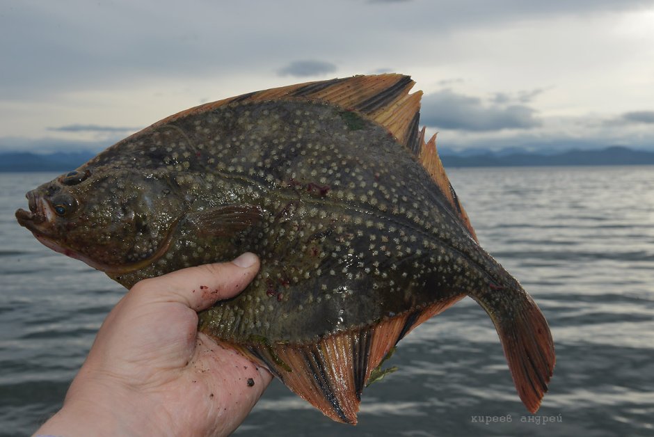 Камбала Охотского моря