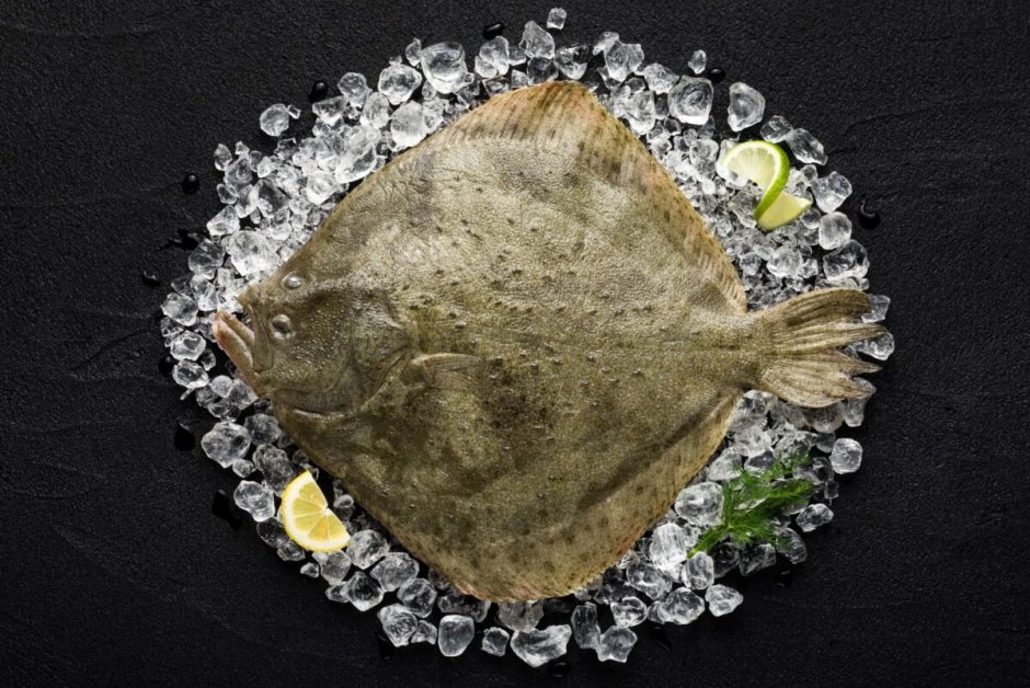 Палтус Охотское море