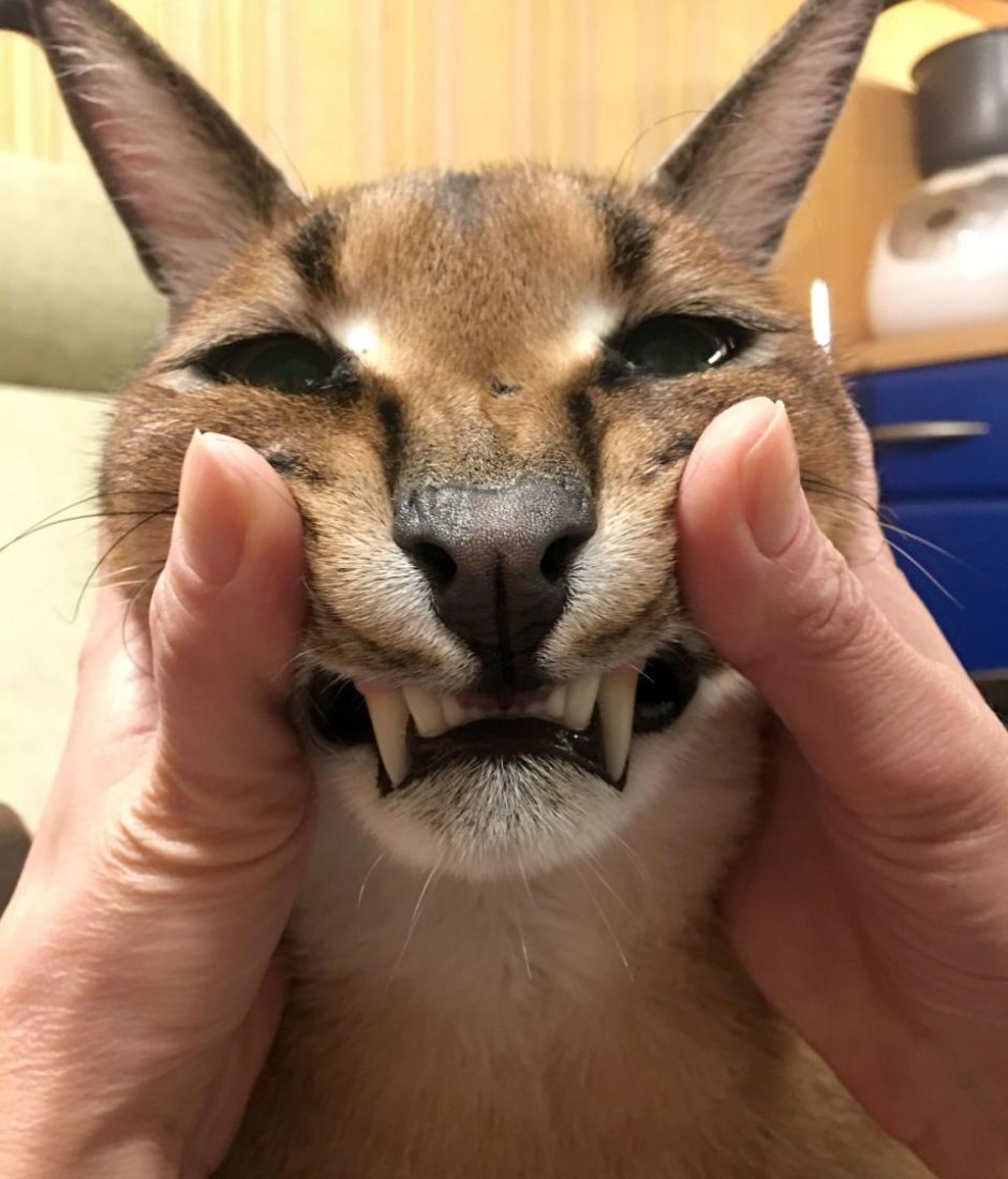 Каракал кот шлёпа