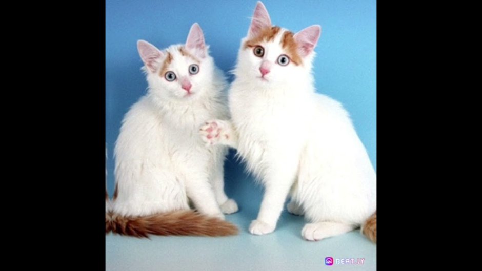Турецкий Ван кошка короткошерстная