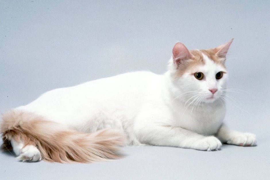Турецкий Ван кошка