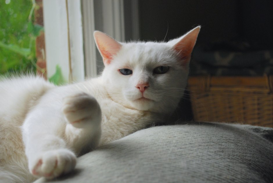 Ангорская кошка короткошерстная