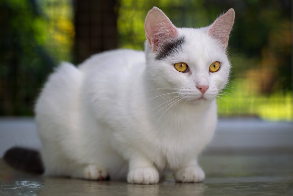 Анатолийская кошка белая