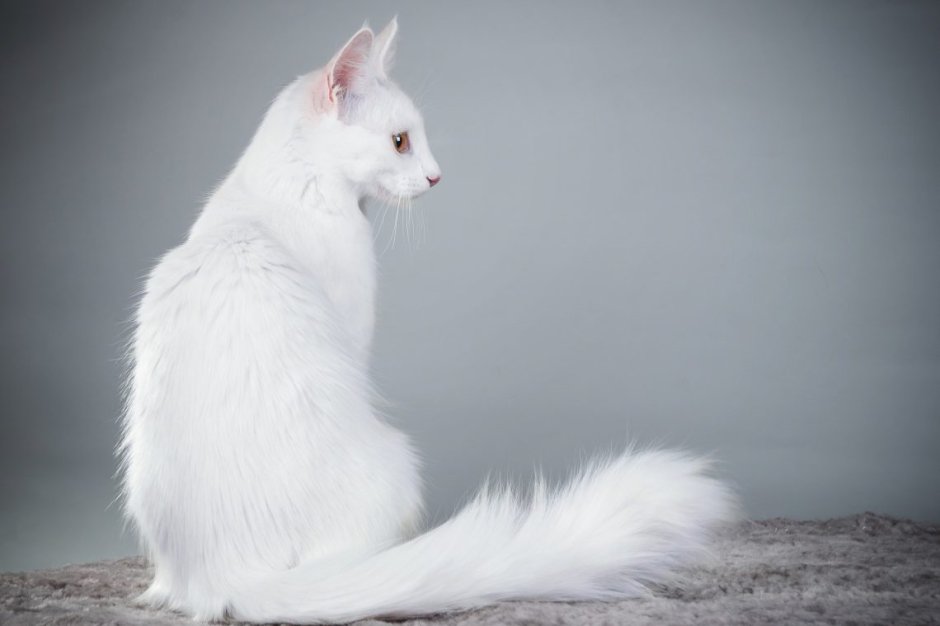 Турецкая ангорская кошка короткошерстная