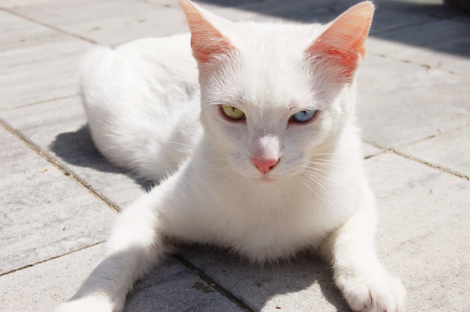 Анатолийский кот белый