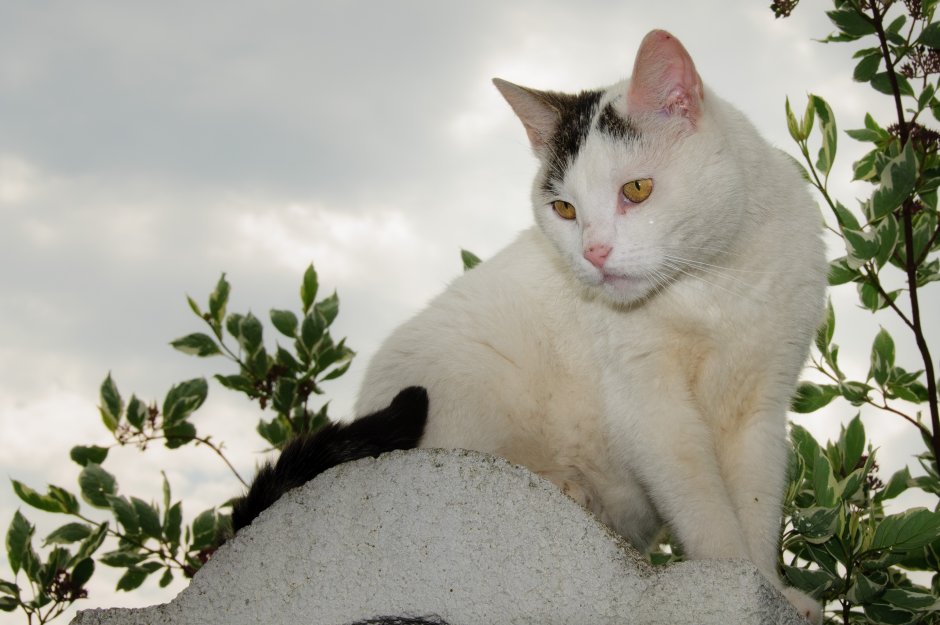 Ангорская кошка короткошерстная