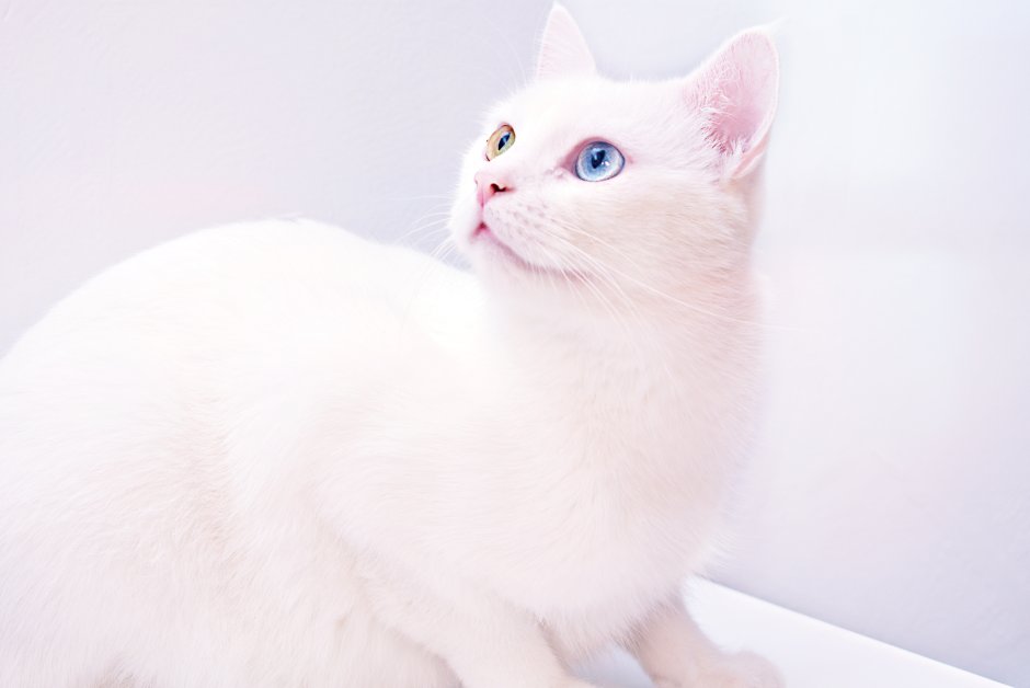 Турецкая ангора кошка короткошерстная