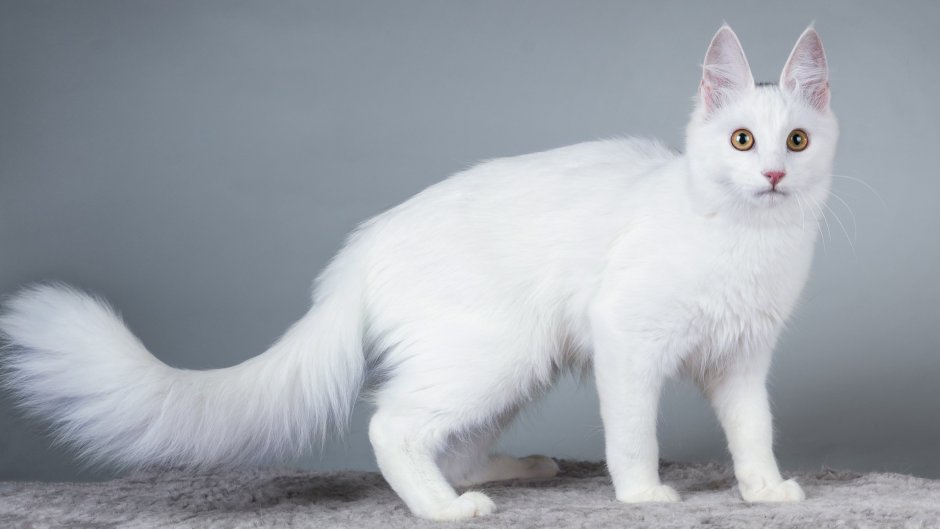 Сибирская ангора кошка белый кот