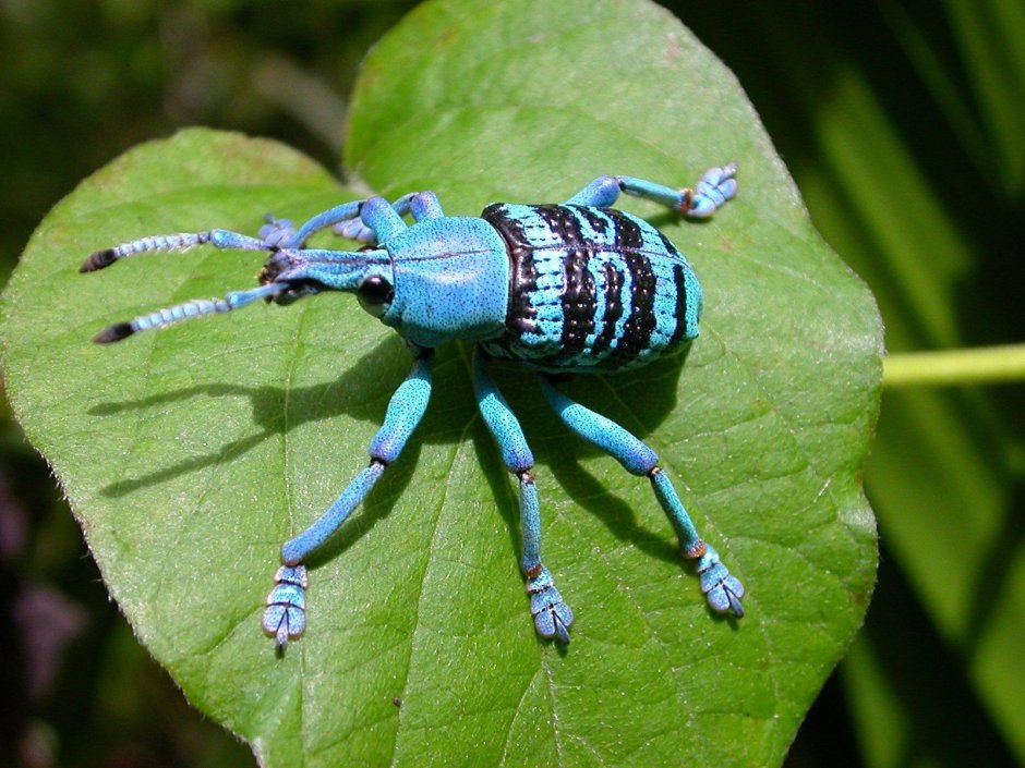 Жук Trachelophorus Giraffa