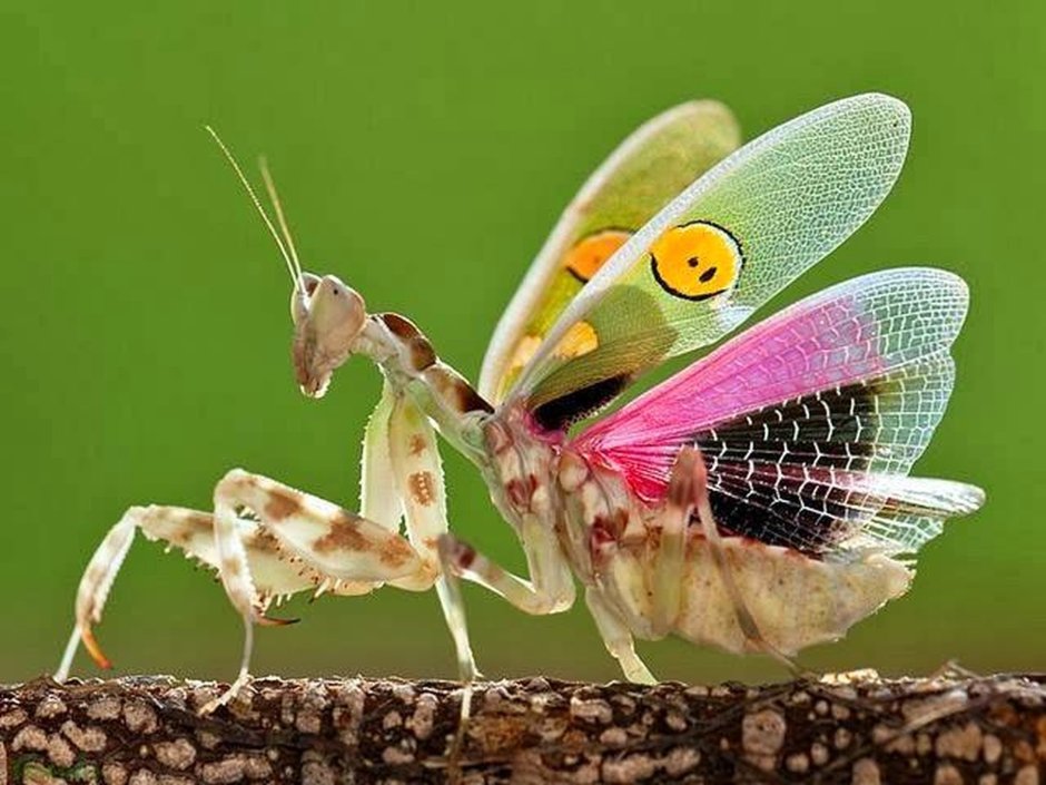 Радужный кузнечик Dactylotum bicolor