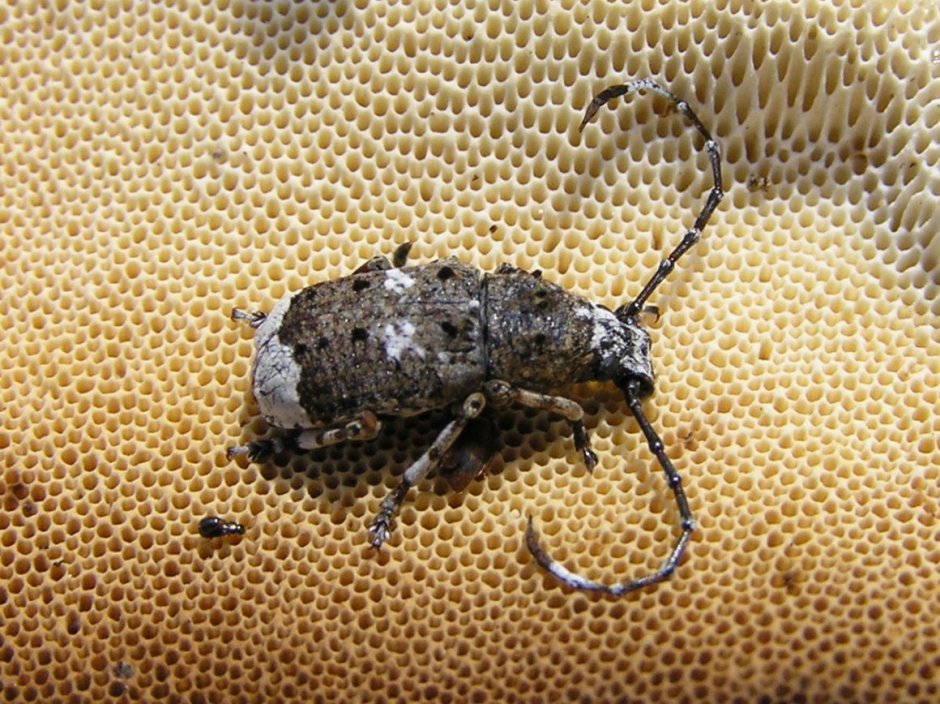 Belostomatidae водяной клоп