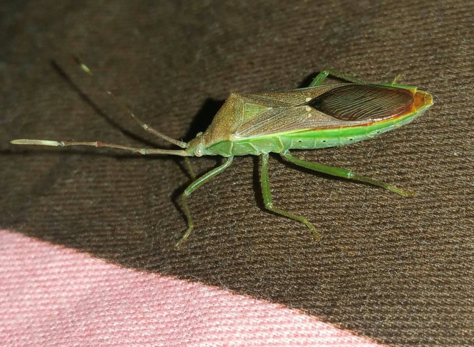 Водяной клоп Lethocerus americanus