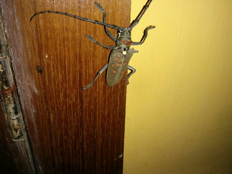 Цветочный богомол Creobroter gemmatus