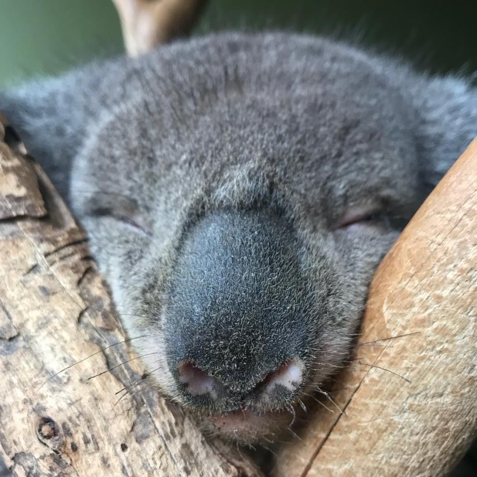 Нос коалы