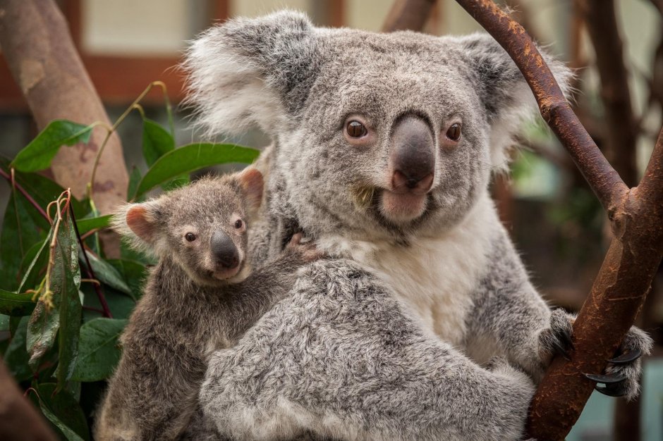 Коала Шварц
