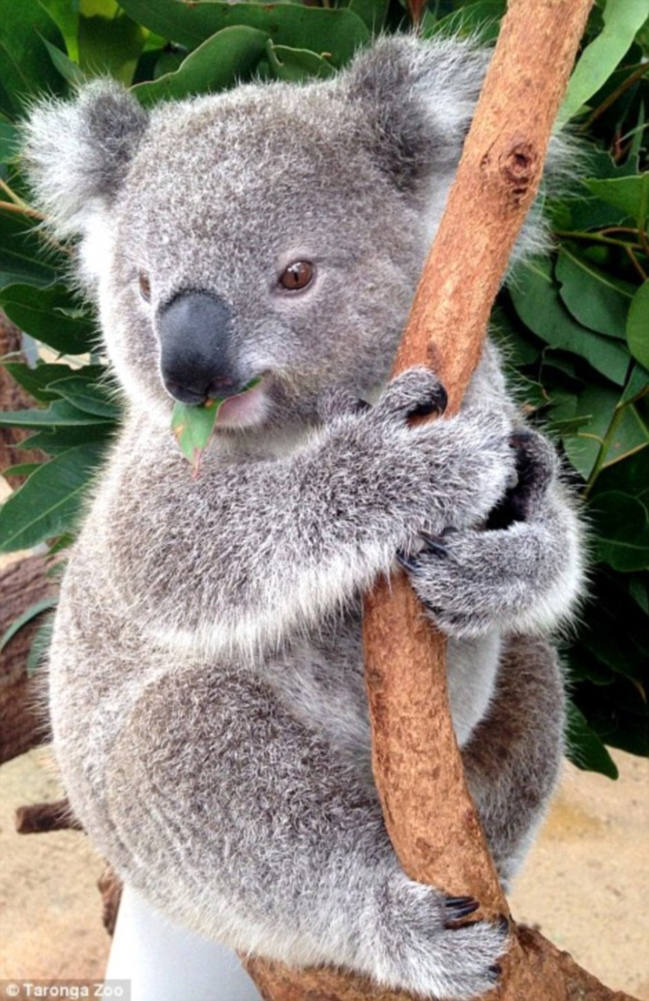Коала фото