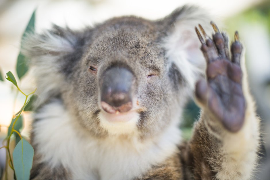 Koala Waves
