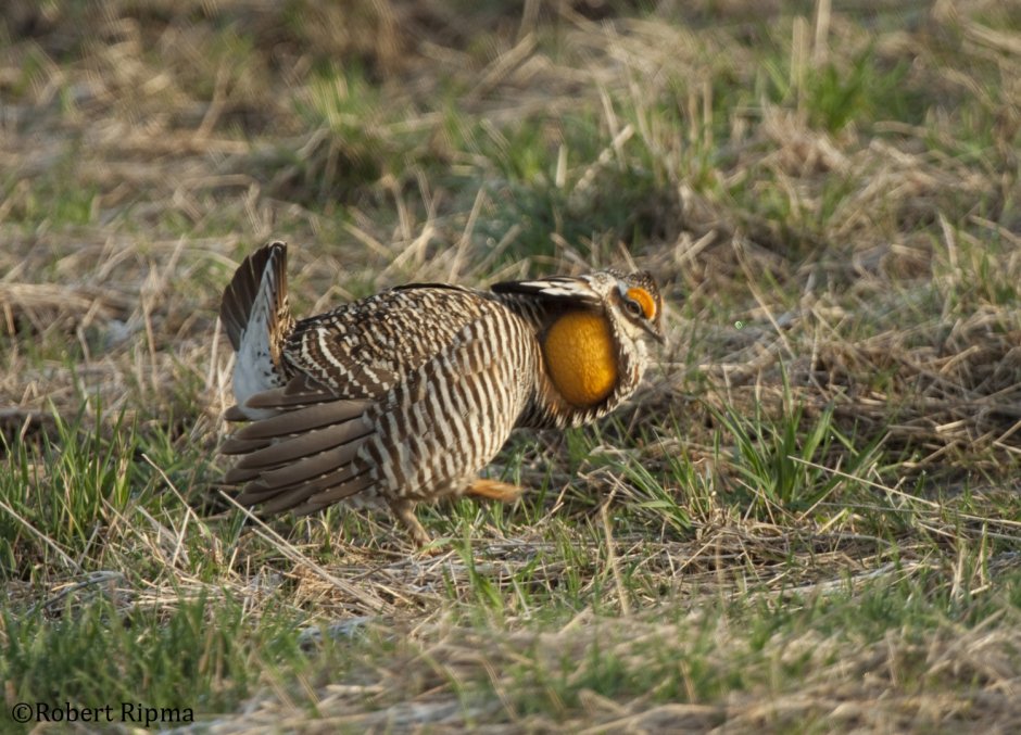 Tympanuchus phasianellus