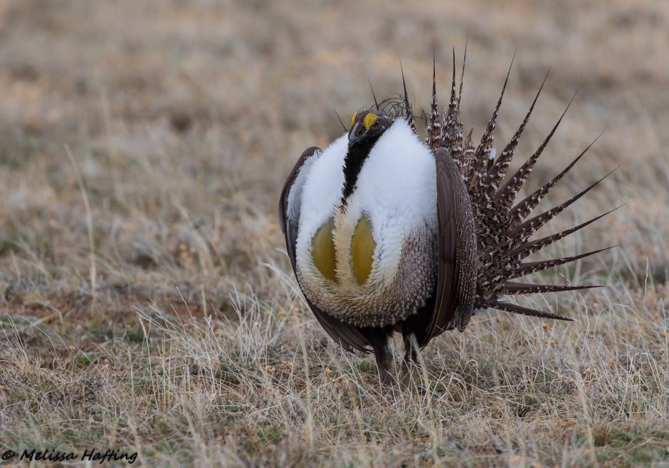 Sharp-tailed Grouse
