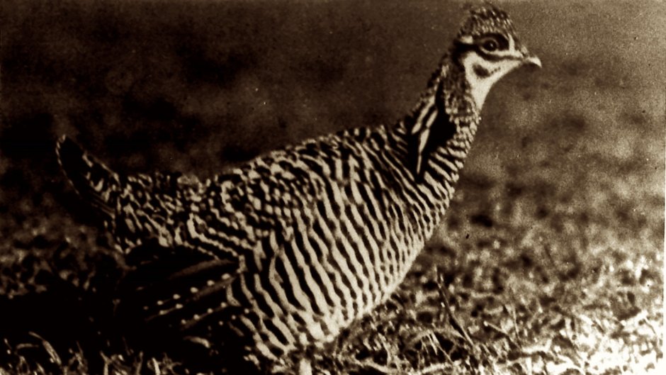 Greater Prairie Chicken