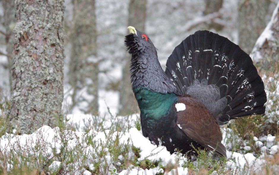 Capercaillie птица