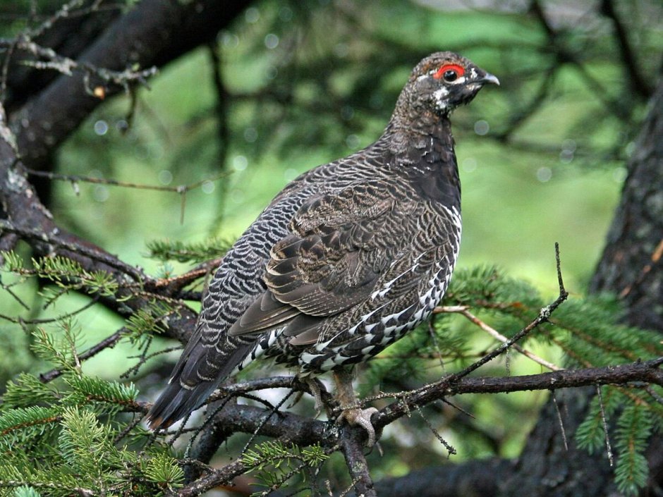 Тетерев шалфейный (Centrocercus urophasianus)