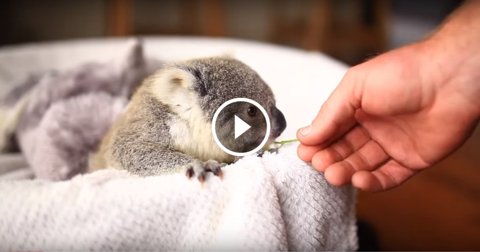 Коала с детенышем