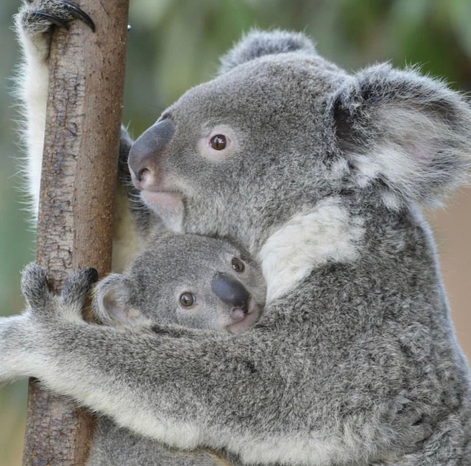 Коала Munchkin