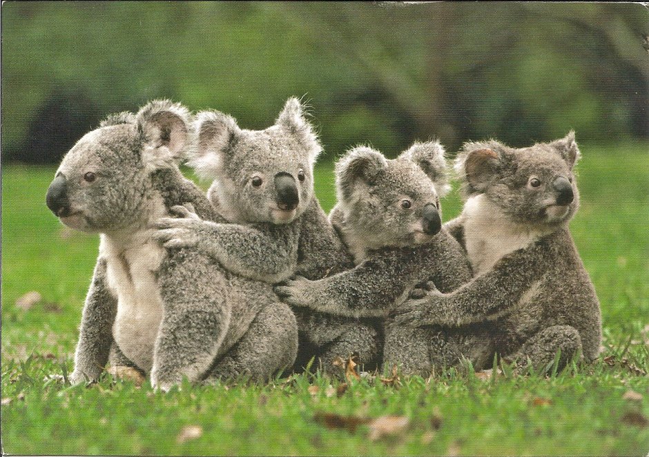 Коала с детенышем