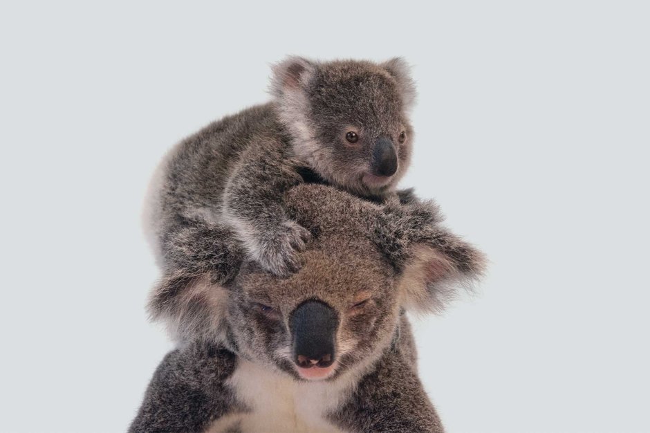 Коалы с малышом
