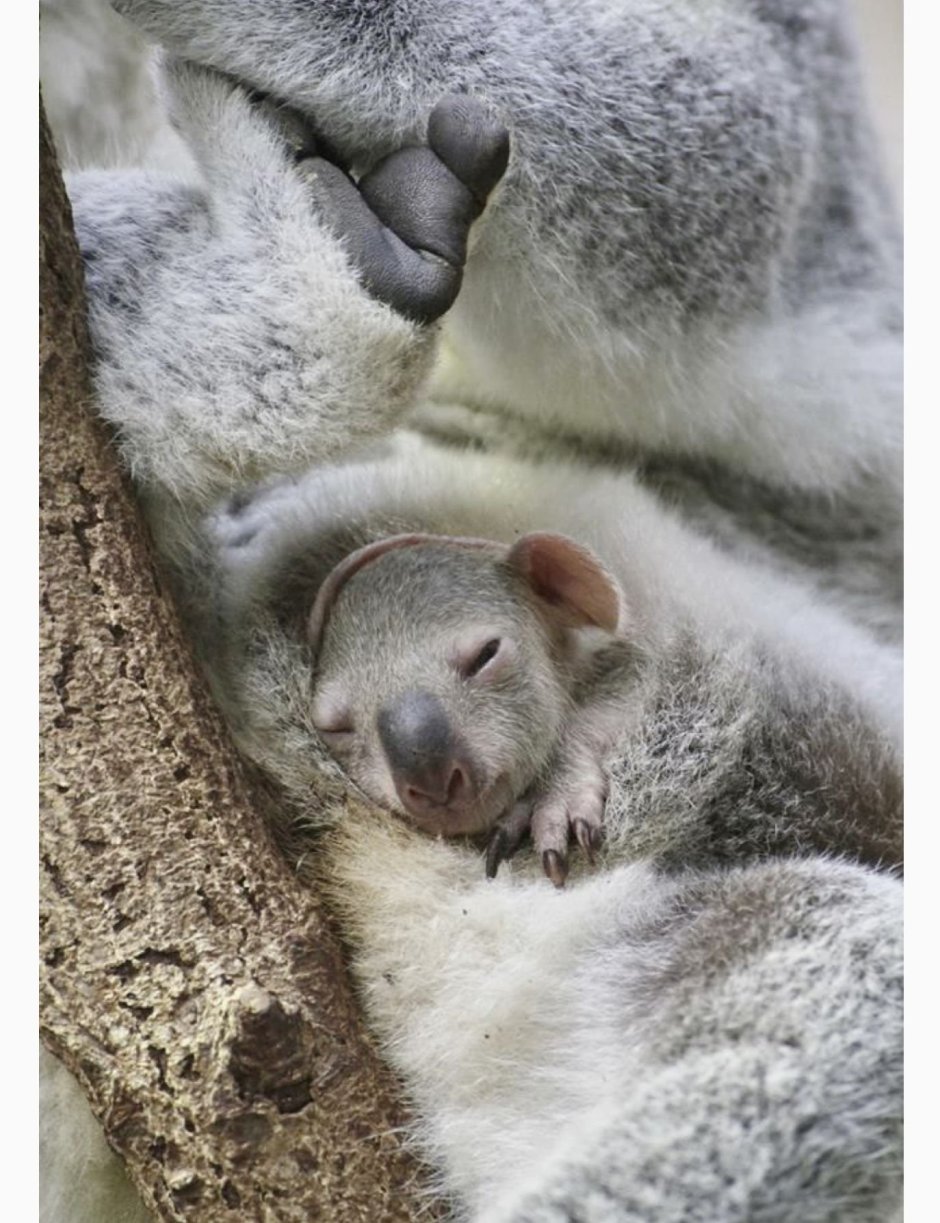 Коала с детенышем