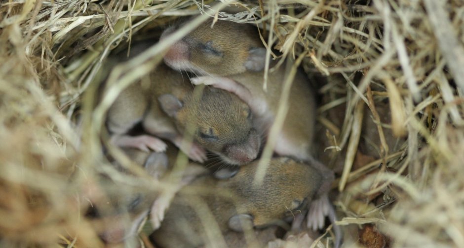 Мышь-Малютка (лат. Micromys minutus)