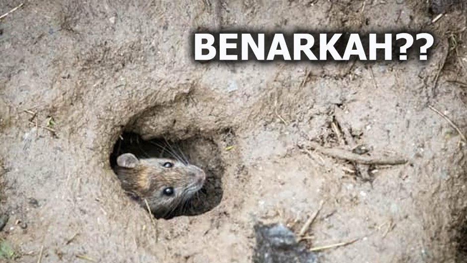 Малая вечерница в дупле